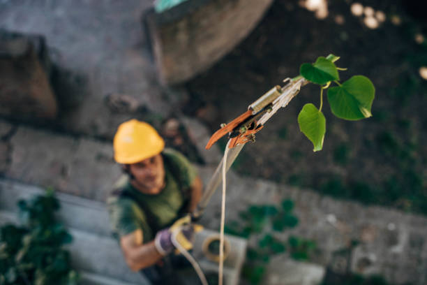 Best Seasonal Cleanup  in Del Rio, CA